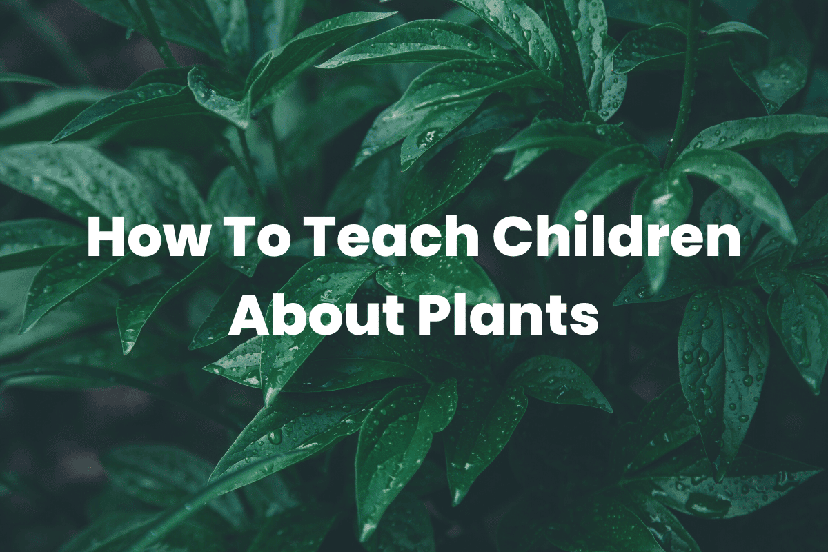 Plants