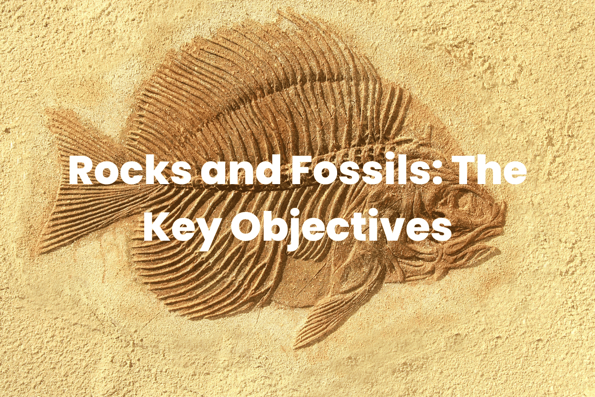 Rocks and Fossils