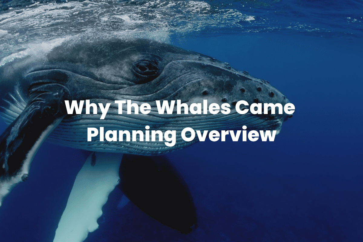 Why The Whales Came