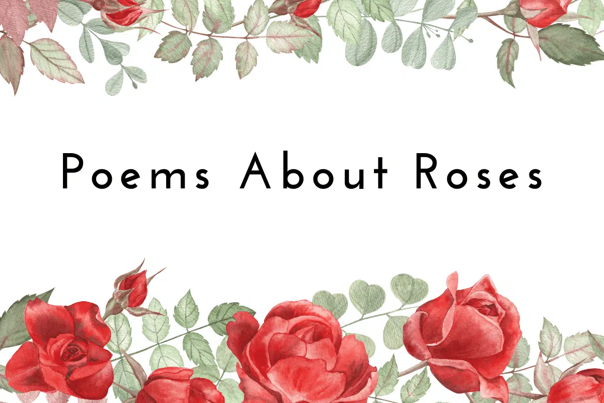 Poems About Roses