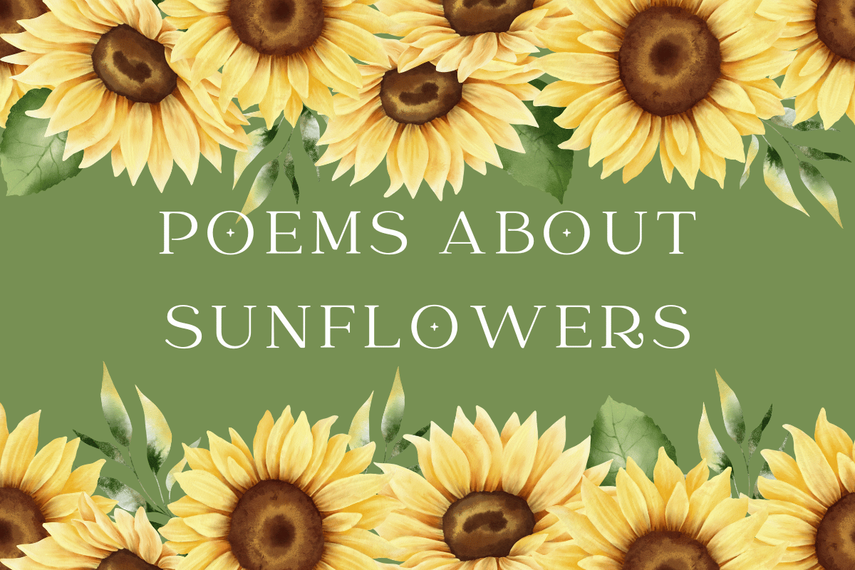 Poems About Sunflowers