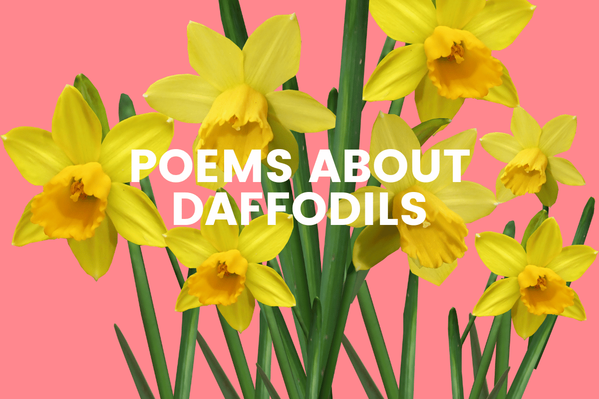 Poems About Daffodils