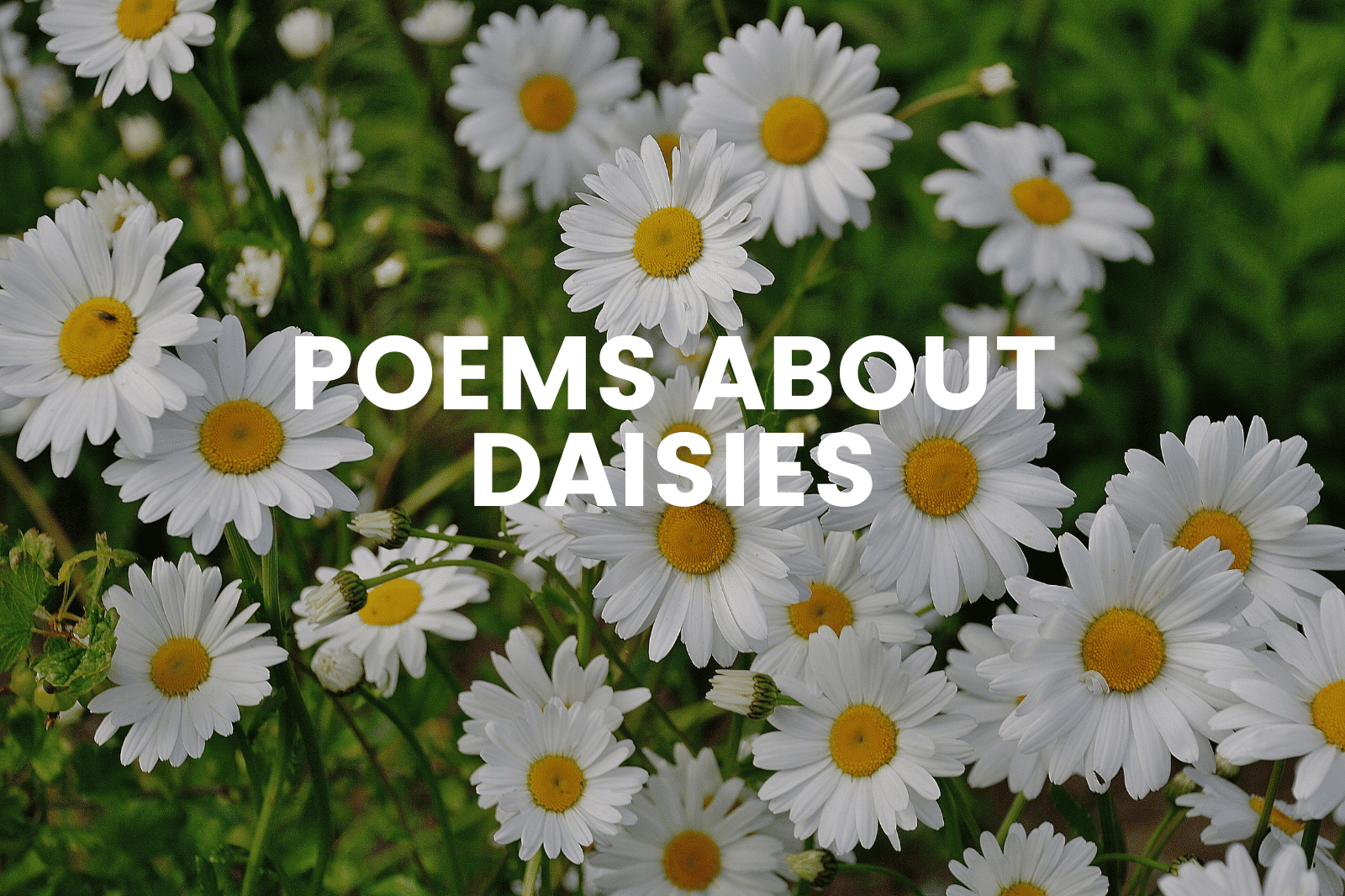 poems about daisies