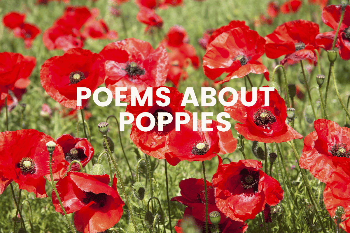 Poems About Poppies