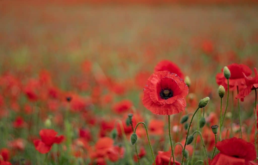Poems About Remembrance Day