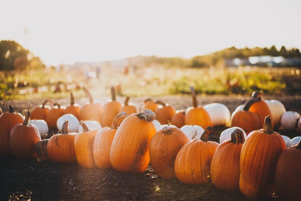 harvest festival