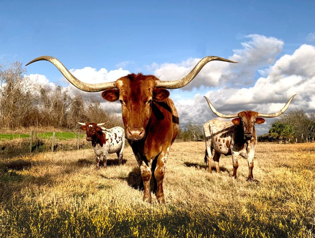 Texas poetry