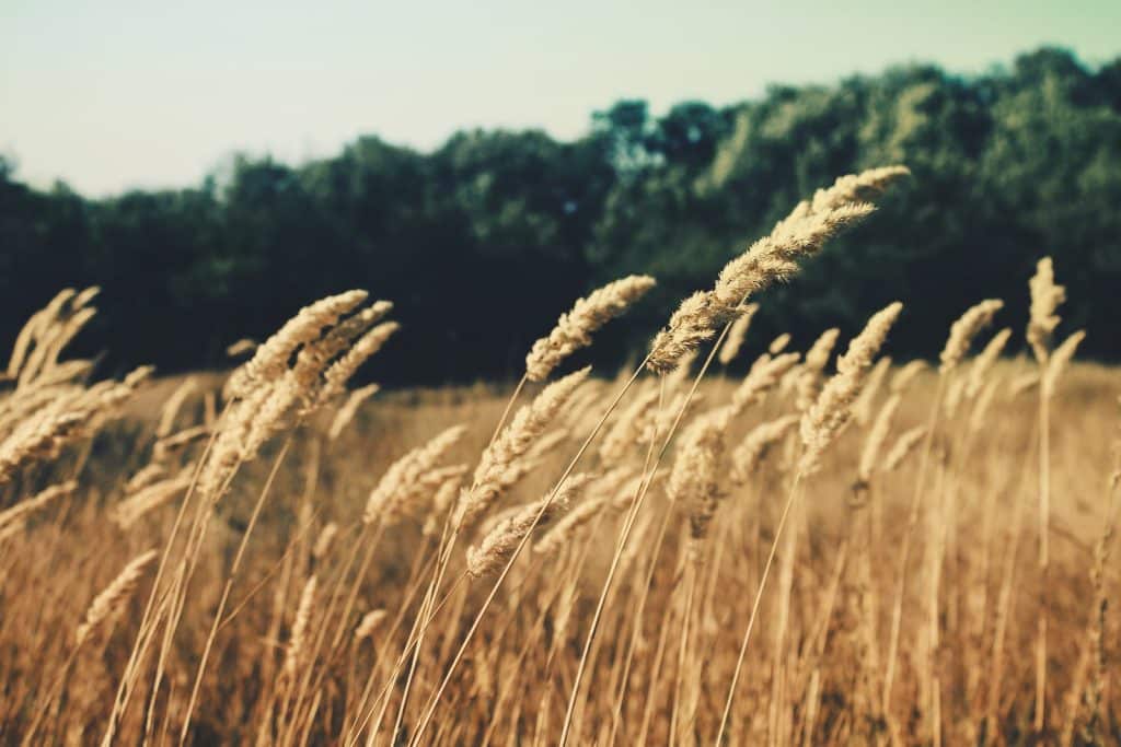 Descriptive Paragraphs About The Wind