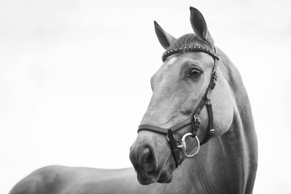 War Horse