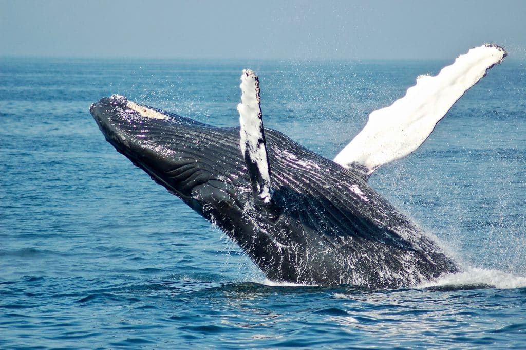 Why The Whales Came