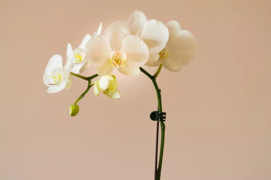 three white orchids in a vase on a table