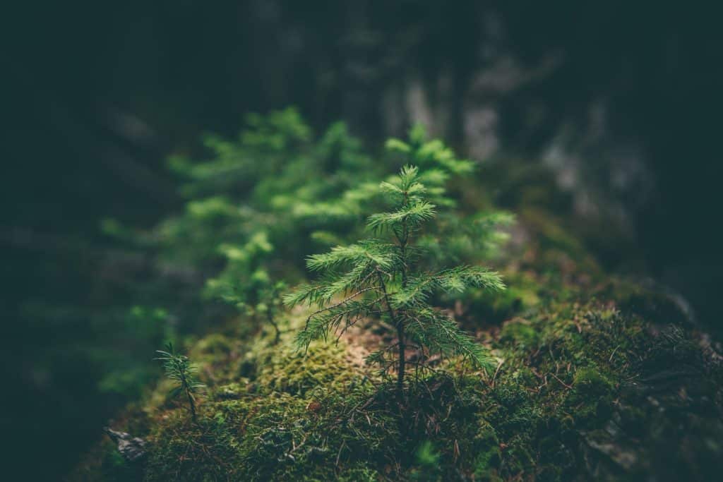 environment poems