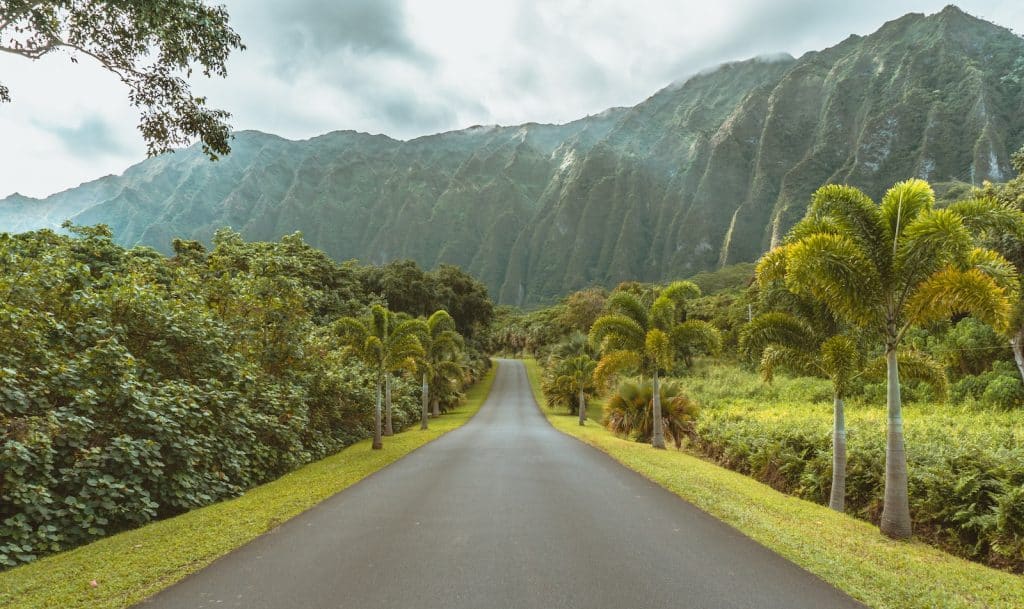 asphalt road beside trees