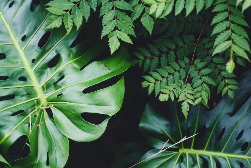 Teach Children About Plants