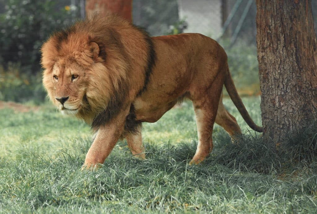 The Lion, The Witch and The Wardrobe