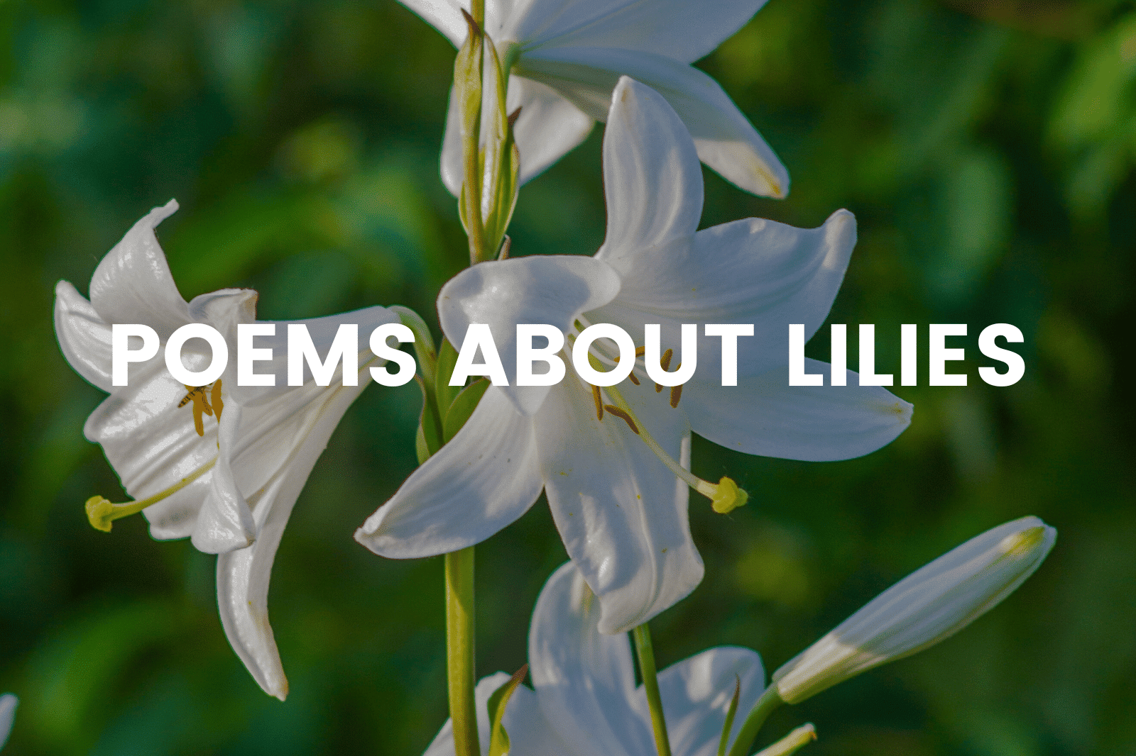 Poems About Lilies
