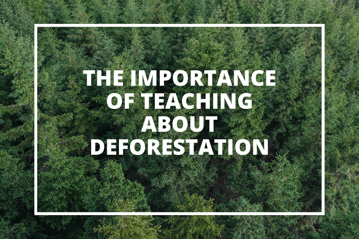 The Importance of Teaching About Deforestation