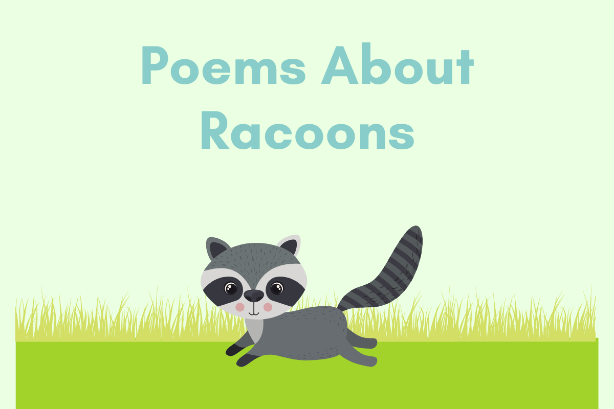 Poems About Racoons