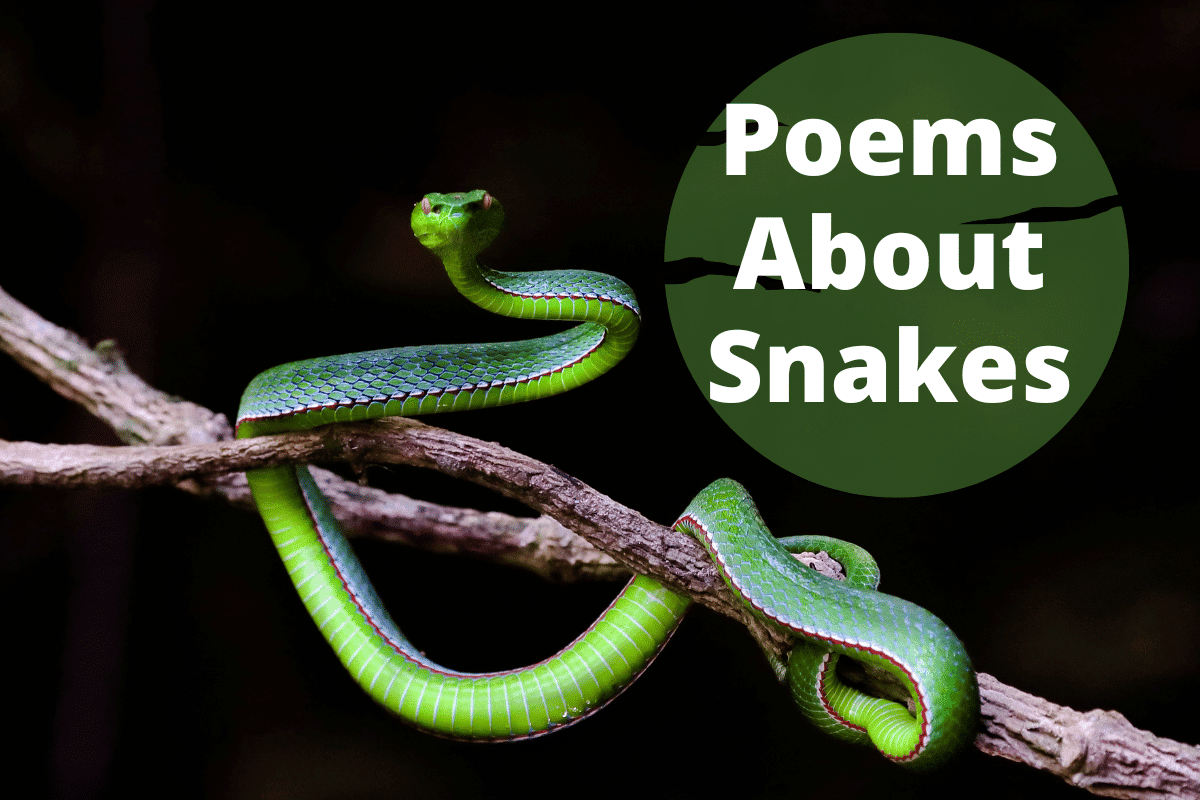 Poems About Snakes