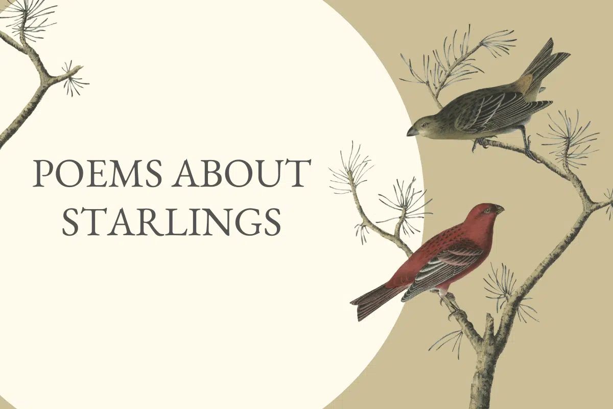 Poems About Starlings